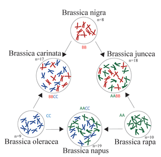 <span class="mw-page-title-main">Triangle of U</span> Evolutionary history of Brassica genus