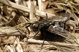 Triarthria setipennis