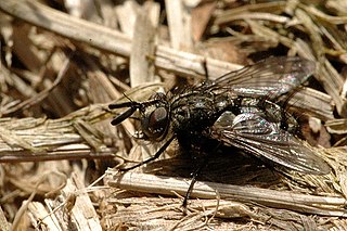 <i>Triarthria setipennis</i> Species of fly