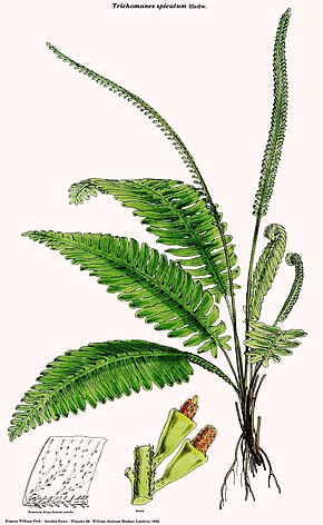 Descrierea imaginii Trichomanes spicatum (Hooker) .jpg.