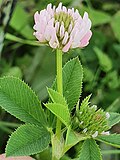 Miniatura para Trifolium isthmocarpum