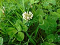 Trifolium repens Trevo branco