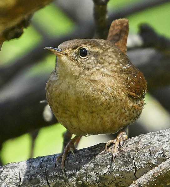 File:Troglodytes hiemalis Sam Smith Park Toronto3.jpg