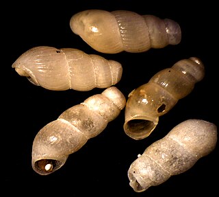 <i>Truncatella vincentiana</i> Species of gastropod