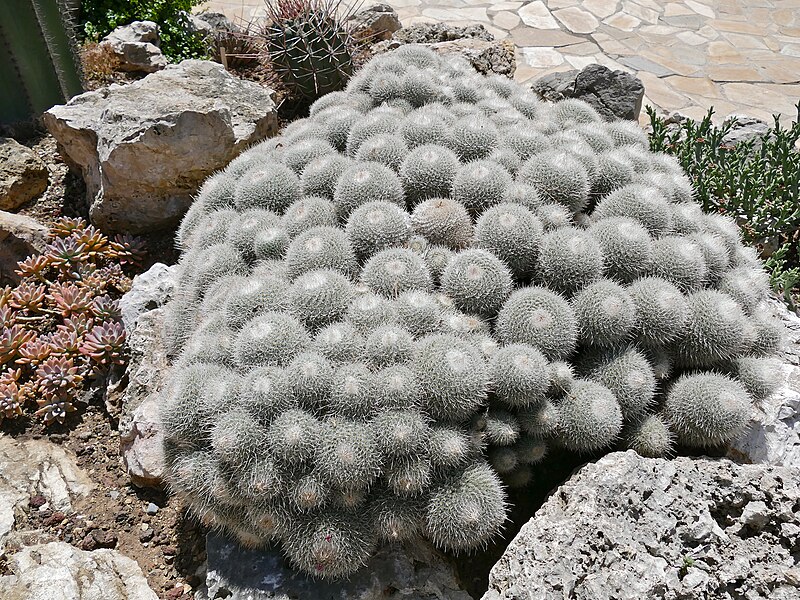 File:Twin-spined Cactus (Mammillaria geminispina) (35753867245).jpg