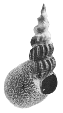 Tylomelania centaurus shell.png