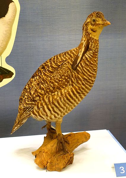 File:Tympanuchus cupido cupido - National Museum of Natural History, United States - DSC00367.jpg