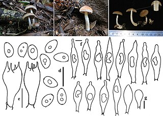 <i>Typhrasa</i> Genus of fungi