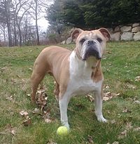 blue fawn olde english bulldogge