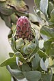 Unidentified Protea, South-Africa - Lip Kee.jpg