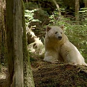 Αρκούδα του υποείδους Spirit bear