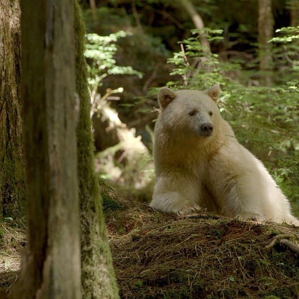 File:Ursus americanus kermodei, Great Bear Rainforest 1.jpg