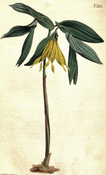 Uvularia grandiflora