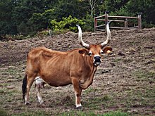 Vaca pequeña de largos cuernos erguidos en forma de lira.  Vestido beige con bozal negro con círculos blancos.