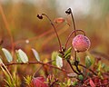 * Nomination: Vaccinium oxycoccos L. in Ukraine by Mariia Zykova --Anntinomy 14:29, 24 May 2017 (UTC) * Review  Comment Needs species category (and also it is a bit noisy). --C messier 06:51, 25 May 2017 (UTC)