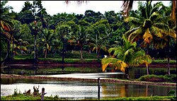 Vadavannur Rice Fields 1.jpg