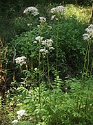Valériane officinale (Valeriana officinalis) : plante aux propriétés médicinales bien connues.