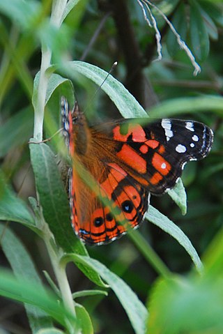 <i>Vanessa altissima</i> Species of butterfly