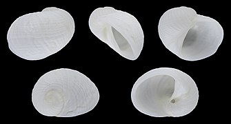 Vanikoro helicoidea 01.jpg