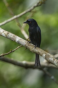 Velvet mante Drongo de balade dans la canopée - Kakum NP - Ghana 14 S4E1498.jpg