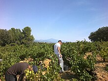 Vendange dans les vignes sur les hauteurs de Courthézon.