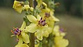 Verbascum nigrum