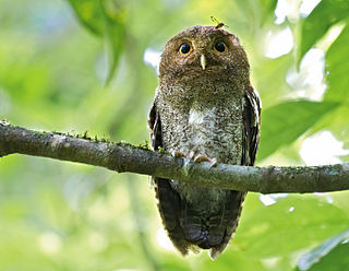 Vermiculated screech owl Species of owl