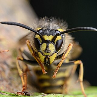 <i>Vespula vulgaris</i> Species of insect