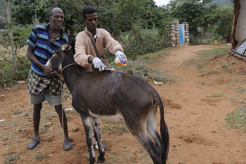 File:Veterinary Outreach Hawaye Kebele Ethiopia.jpg
