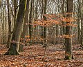 Vierhouterbos (Staatsbosbeheer). Natuurbos bij Vierhouten. Uitgezaaide beuk.