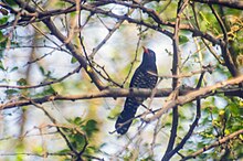 Violet Cuckoo at Salt Lake, Kolkata Violet Cucko at Salt Lake, Kolkata 2.jpg