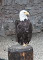 Volerie des Aigles, Château de Kintzheim, Bas-Rhin, Alsace, France