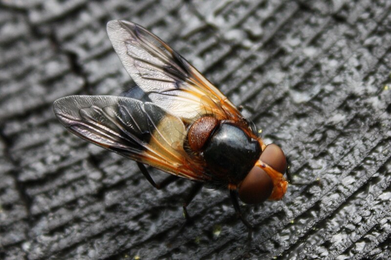 File:Volucella pellucens5.jpg