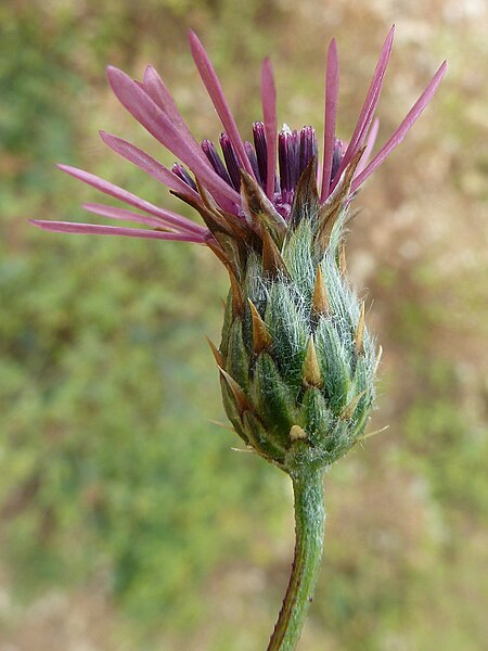 File:Volutaria tubuliflora3.jpg