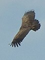 Vulture in Tanzania 3295 cropped Nevit.jpg