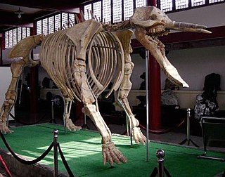 <i>Platybelodon</i> genus of mammals (fossil)