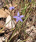 Miniatura para Wahlenbergia