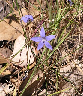 <i>Wahlenbergia</i> genus of plants