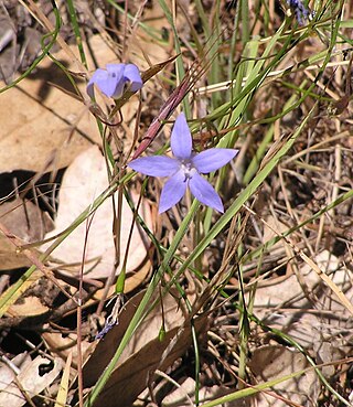 <i>Wahlenbergia stricta</i> Species of plant