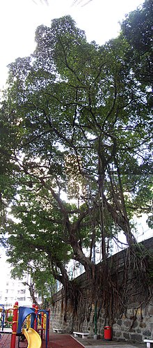 Vignette pour Murs colonisés par les arbres à Hong Kong