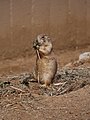 English: Cynomys_ludovicianus Black-tailed Prairie Dog in Smithsonian National Zoological Park in Washington, D.C