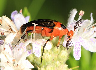 <i>Macrosiagon limbata</i> Species of beetle