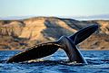 Whale tail with the cliff - panoramio.jpg