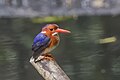 * Nomination White-bellied kingfisher (Corythornis leucogaster bowdleri) --Charlesjsharp 18:32, 4 December 2023 (UTC) * Withdrawn  Oppose Far below 2 Megapixels (not even 1!)--Robert Flogaus-Faust 21:43, 4 December 2023 (UTC) oops, sorry  I withdraw my nomination --Charlesjsharp 22:34, 4 December 2023 (UTC)