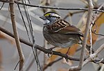 Thumbnail for File:White-crowned Sparrow (32224387968).jpg