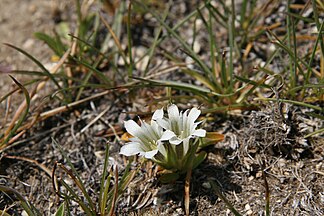 Sierra arctic gentian pair (Gentiana newberryi var. tiogana)