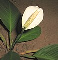 Athurium ở Kerala