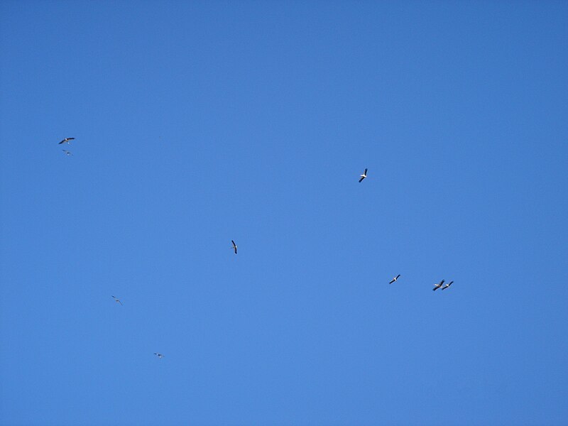 File:White Storks Migrating Northwards Over Bental Mountain DSC00689.JPG