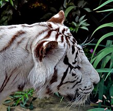 White tiger. White Tiger - 50885961762.jpg