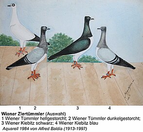 Viennese ornamental dolphin pigeons.  Watercolor by Alfred Baldia sen.  (1913–1997)